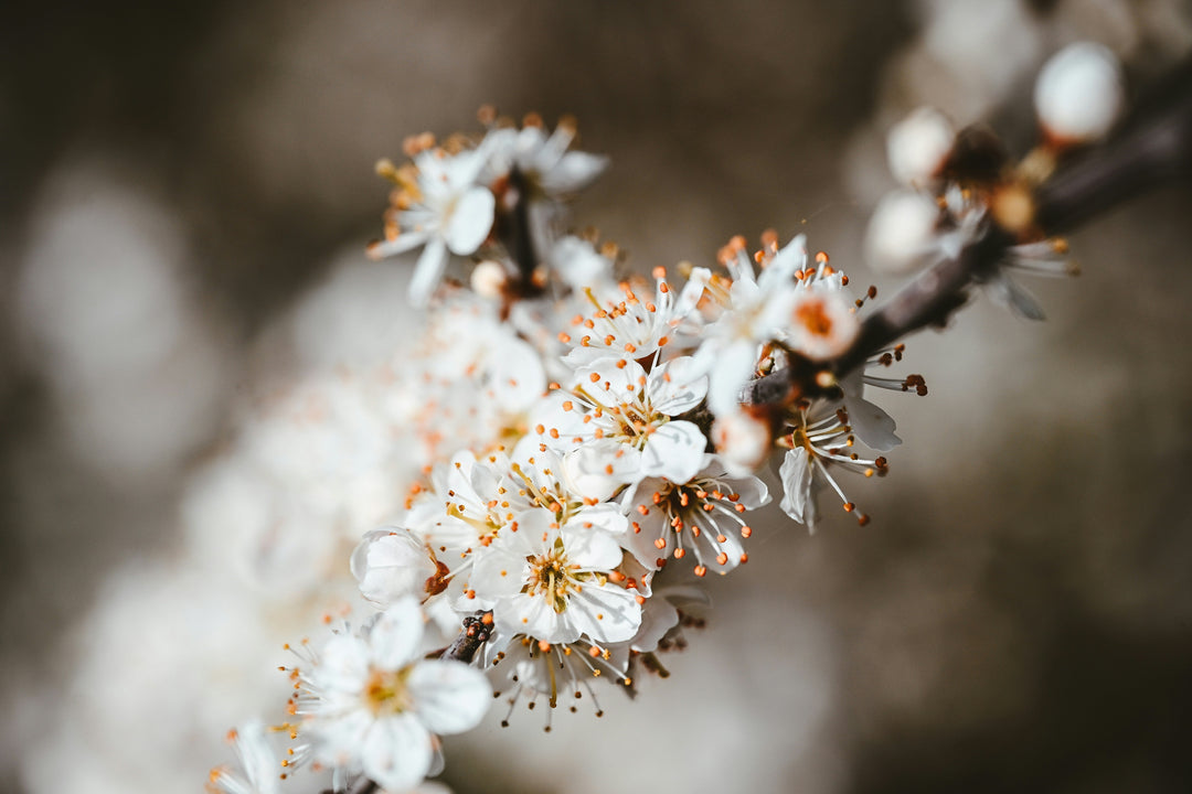 Perfume and the awakening of Spring: Three scents perfect for a new season